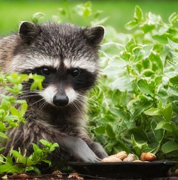 What do Raccoons Eat - A Detailed Study