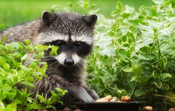 What do Raccoons Eat - A Detailed Study