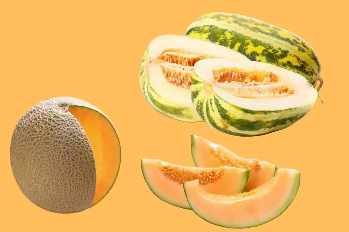 What is the Difference Between Cantaloupe and Muskmelon