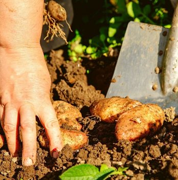 When To Dig Up Potatoes - A Clear Guide