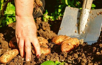 When To Dig Up Potatoes - A Clear Guide