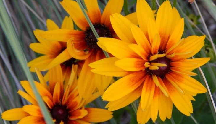 When to Plant Black-Eyed Susans