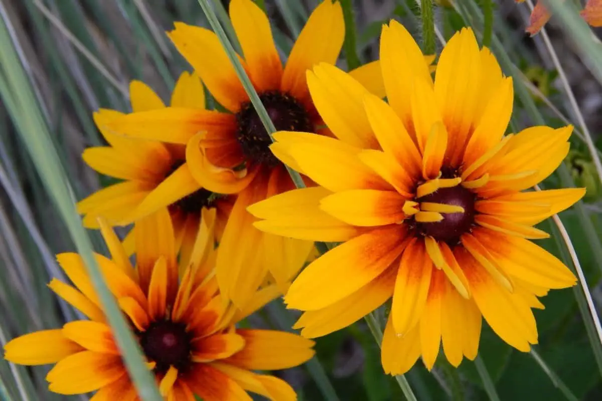 When to Plant Black-Eyed Susans