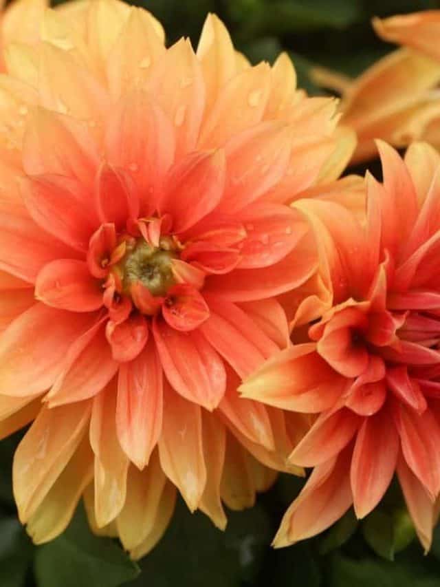 cropped-Are-Dahlias-Annuals-Or-Perennials.jpg