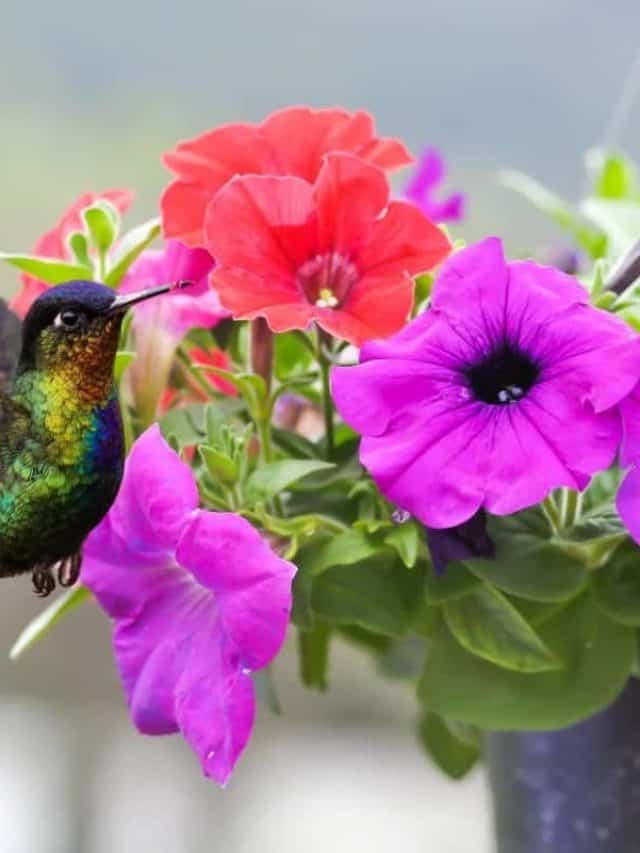 cropped-Do-Hummingbirds-Like-Petunias.jpg