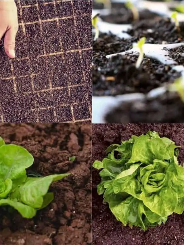 cropped-Growing-lettuces-from-seed-–-Step-by-Step-Guide.jpg