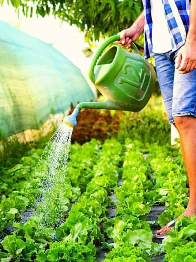 cropped-How-Often-Should-You-Water-A-Vegetable-Garden.jpg