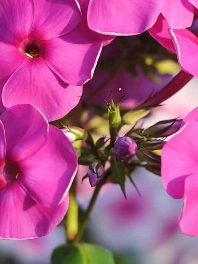 cropped-What-Do-Phlox-Seeds-Look-Like-–-A-General-View.jpg