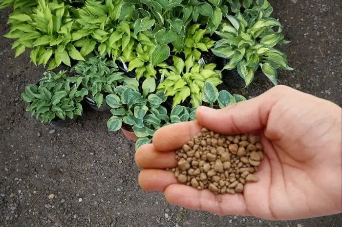 Choosing The Right Fertilizer For Hostas