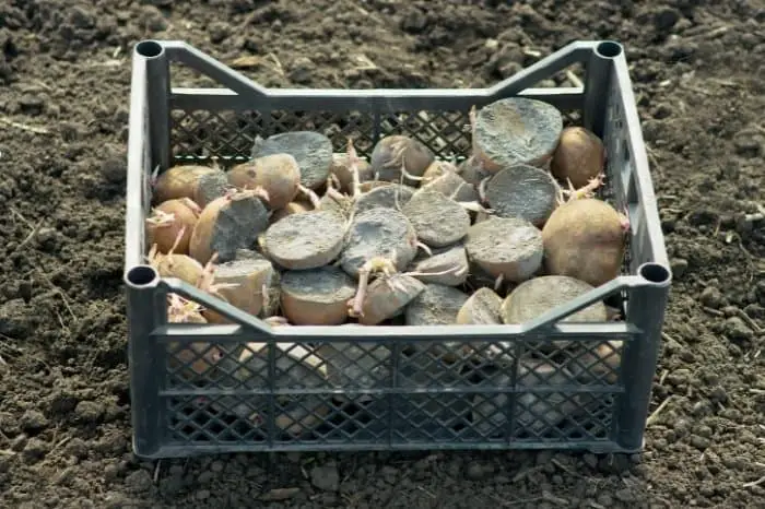 Plant More Tubers As Soon As You Harvest Your Ready Potatoes