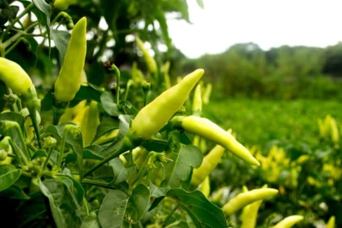 So How Do You Determine When To Pick Chili Peppers