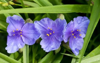 Spiderwort Sun or Shade – Which One is favorable?