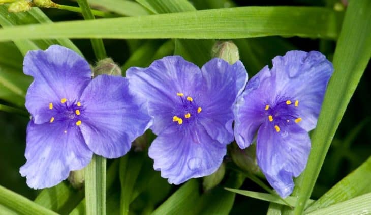 Spiderwort Sun or Shade – Which One is favorable?