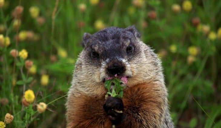 What Does a Woodchuck Look Like