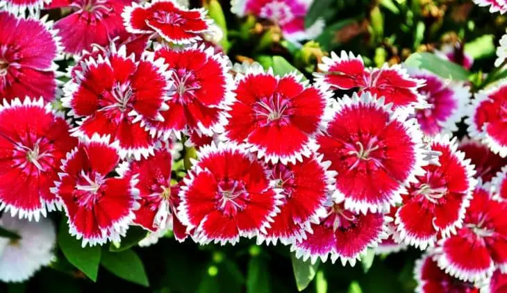 When Do Dianthus Bloom - A Guide