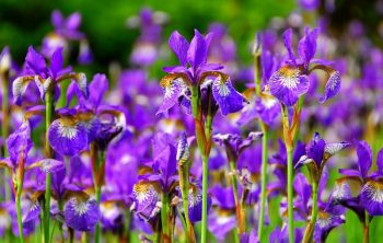 When Do Irises Bloom – The Right Time