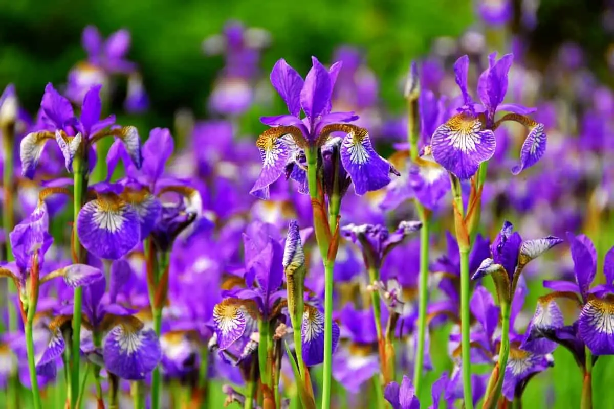 when do irises bloom