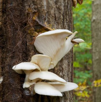 When To Harvest Oyster Mushrooms