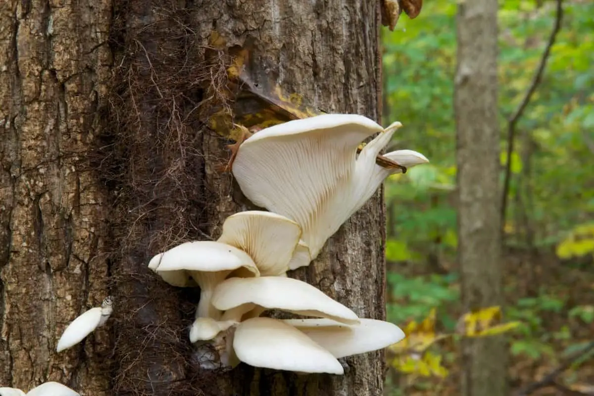 When To Harvest Oyster Mushrooms