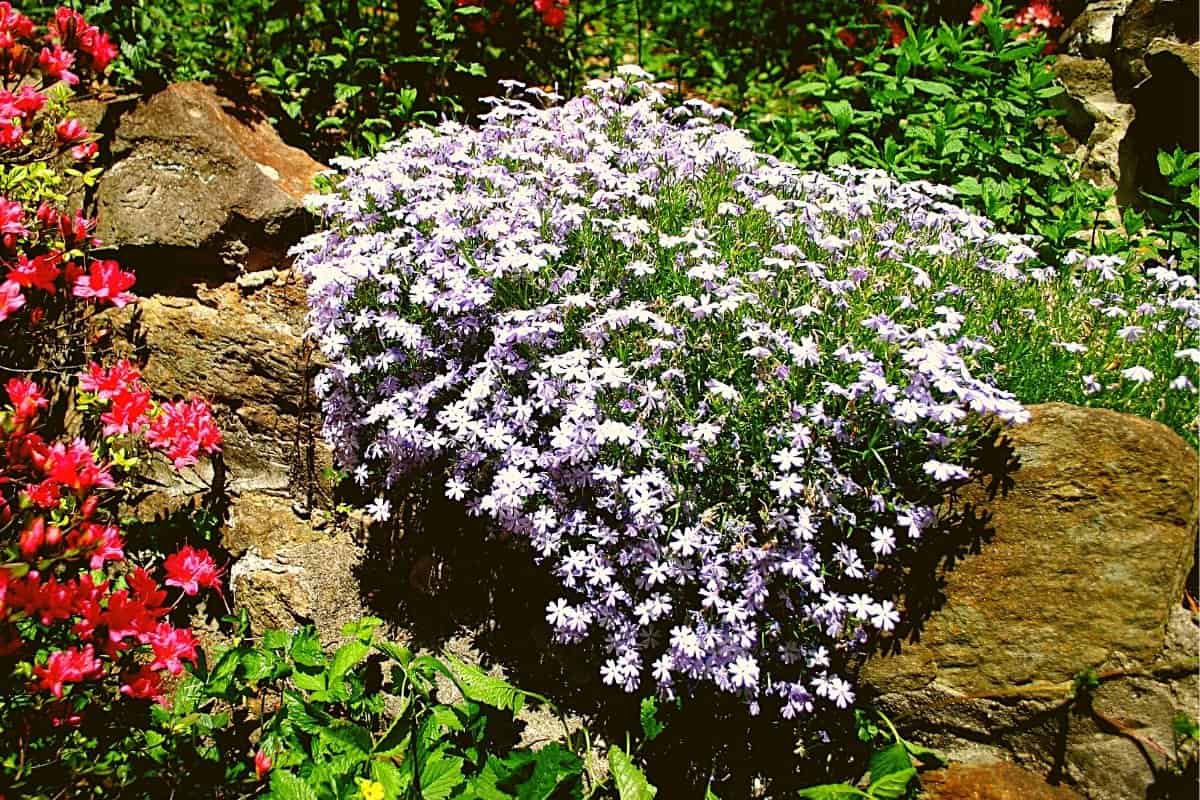When To Plant Creeping Phlox - An Overview