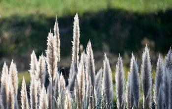 When To Plant Pampas Grass Either From Seeds Or Seedlings