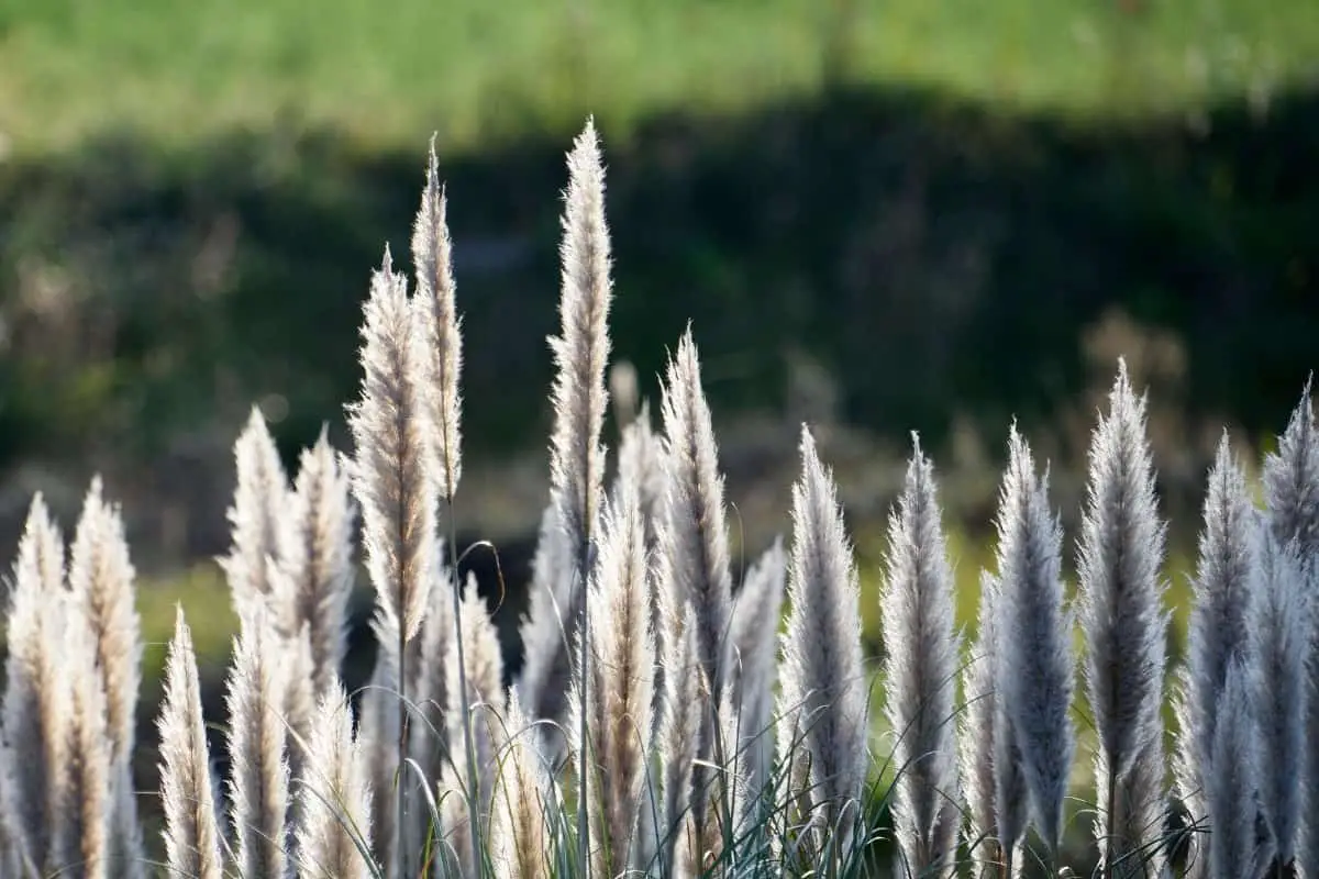 When To Plant Pampas Grass Either From Seeds Or Seedlings
