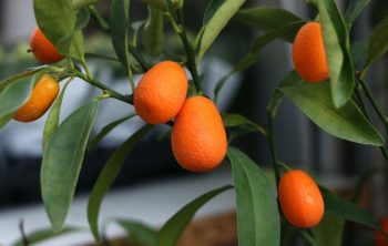 When do Kumquat Trees Bear Fruit