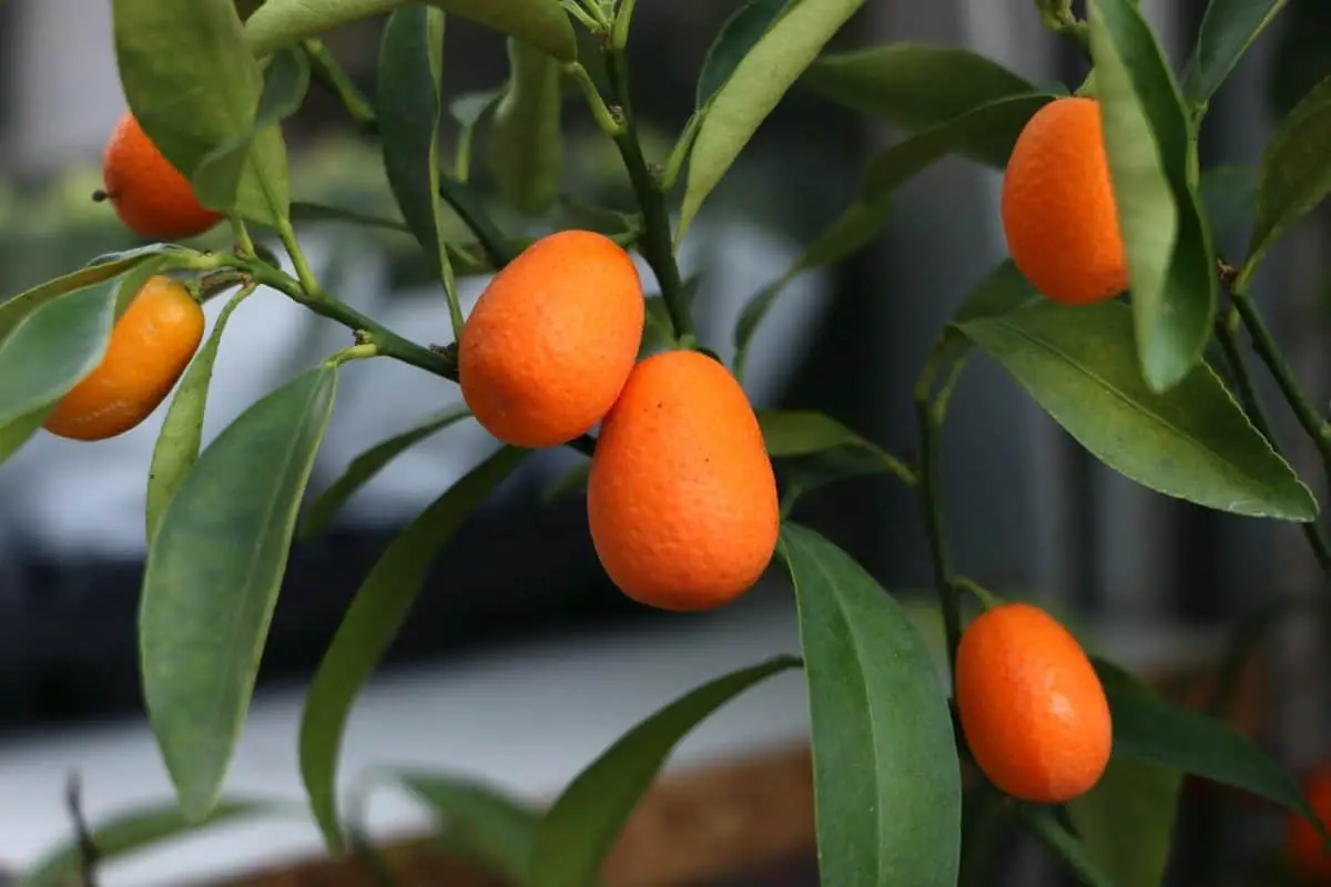 when do kumquat trees bear fruit