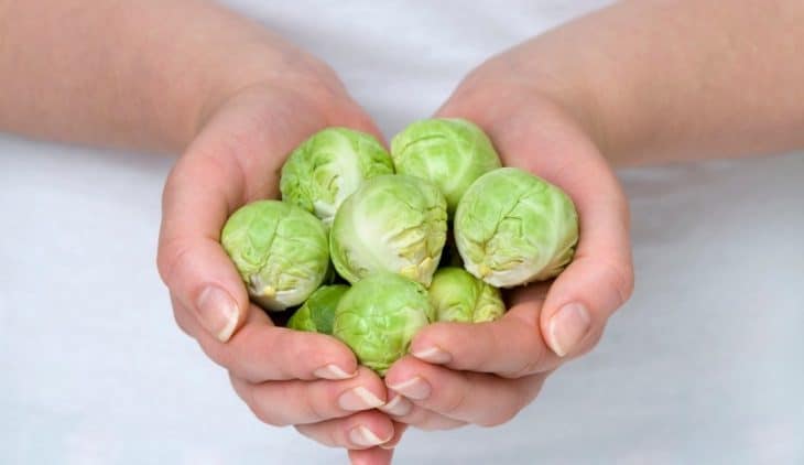 When do you Harvest Brussels Sprouts