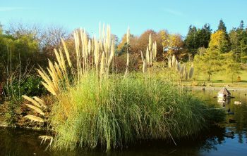When does pampas grass bloom?