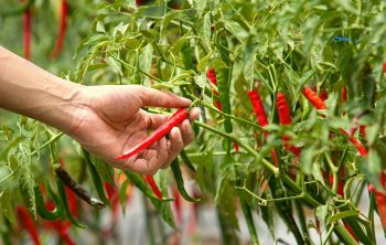 When to Harvest Chili Peppers