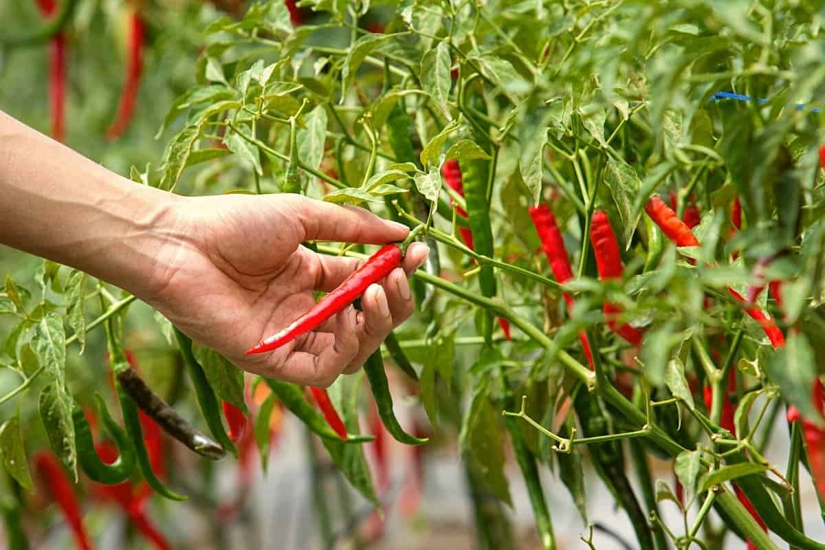 When to Harvest Chili Peppers