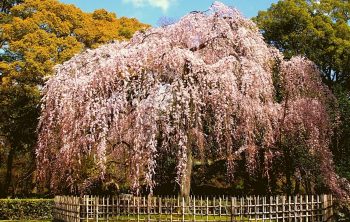 When to Plant Weeping Cherry Tree