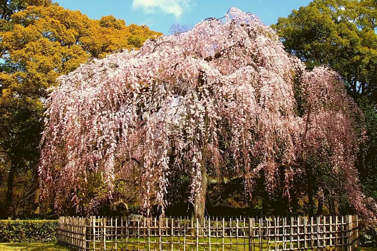 When To Plant Weeping Cherry Tree   Gardening Dream