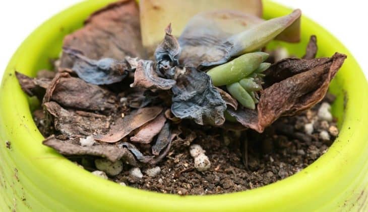 Why Did my Succulent Die – Discover the Mistakes