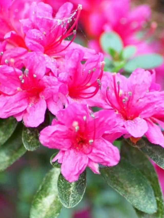 cropped-When-Do-Rhododendrons-Bloom.jpg
