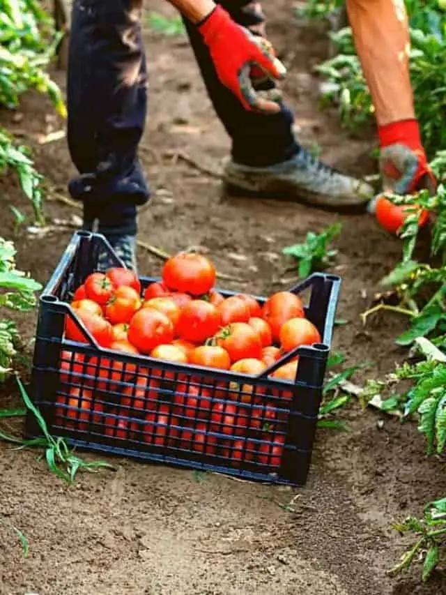 cropped-When-are-Tomatoes-Ready-to-Pick.jpg