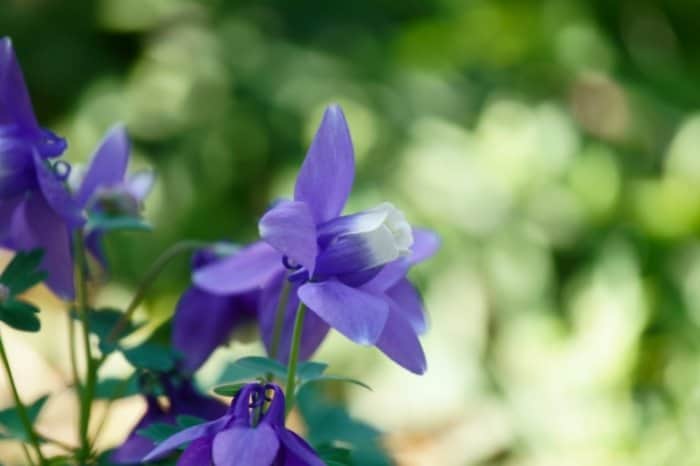 Caring For The Columbine Plant