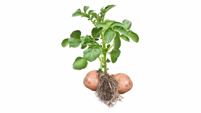 how long does it take for potatoes to grow after planting