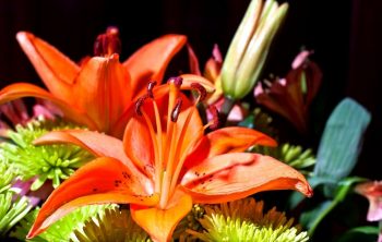 Do Asiatic Lilies Bloom all summer