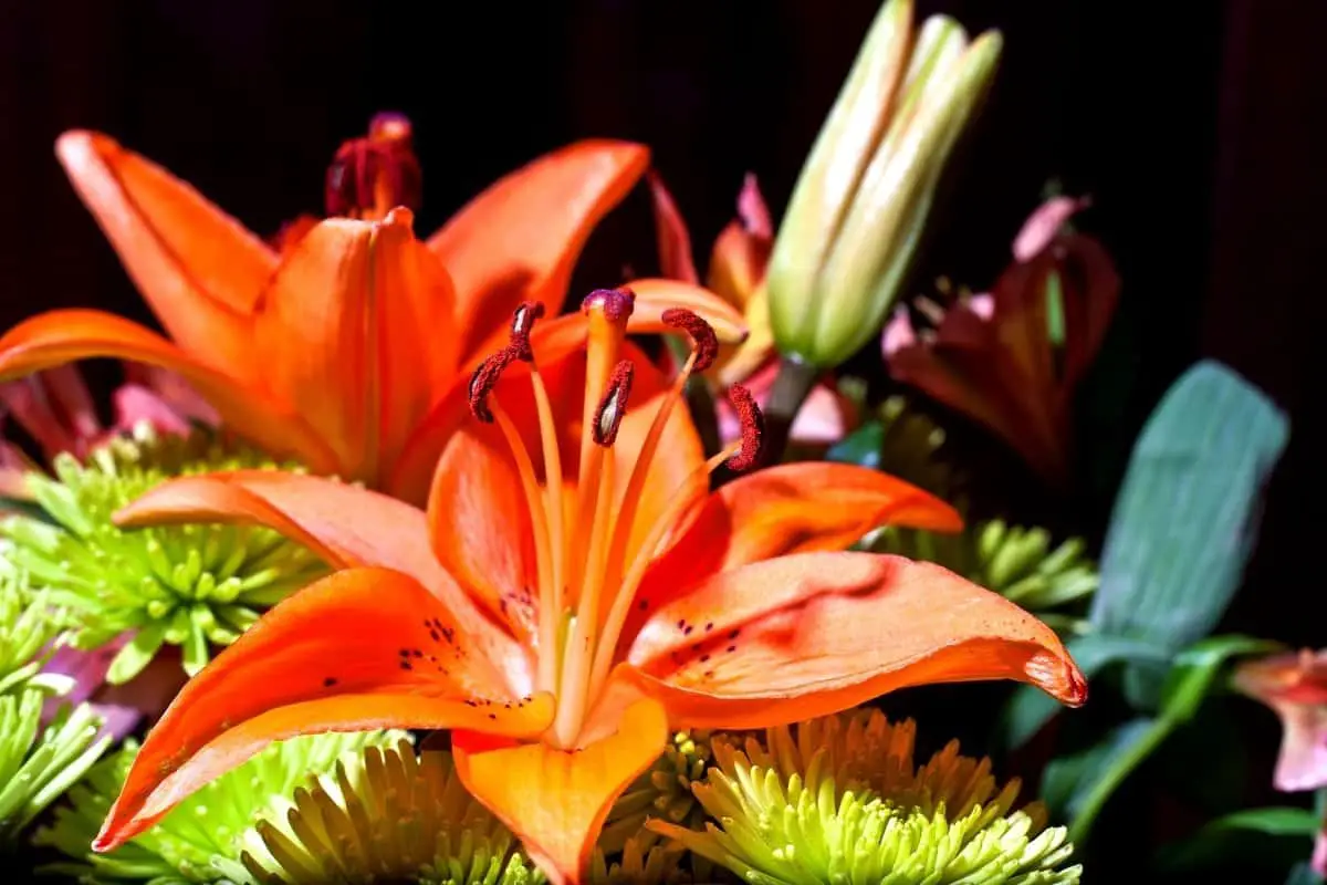 Do Asiatic Lilies Bloom all summer