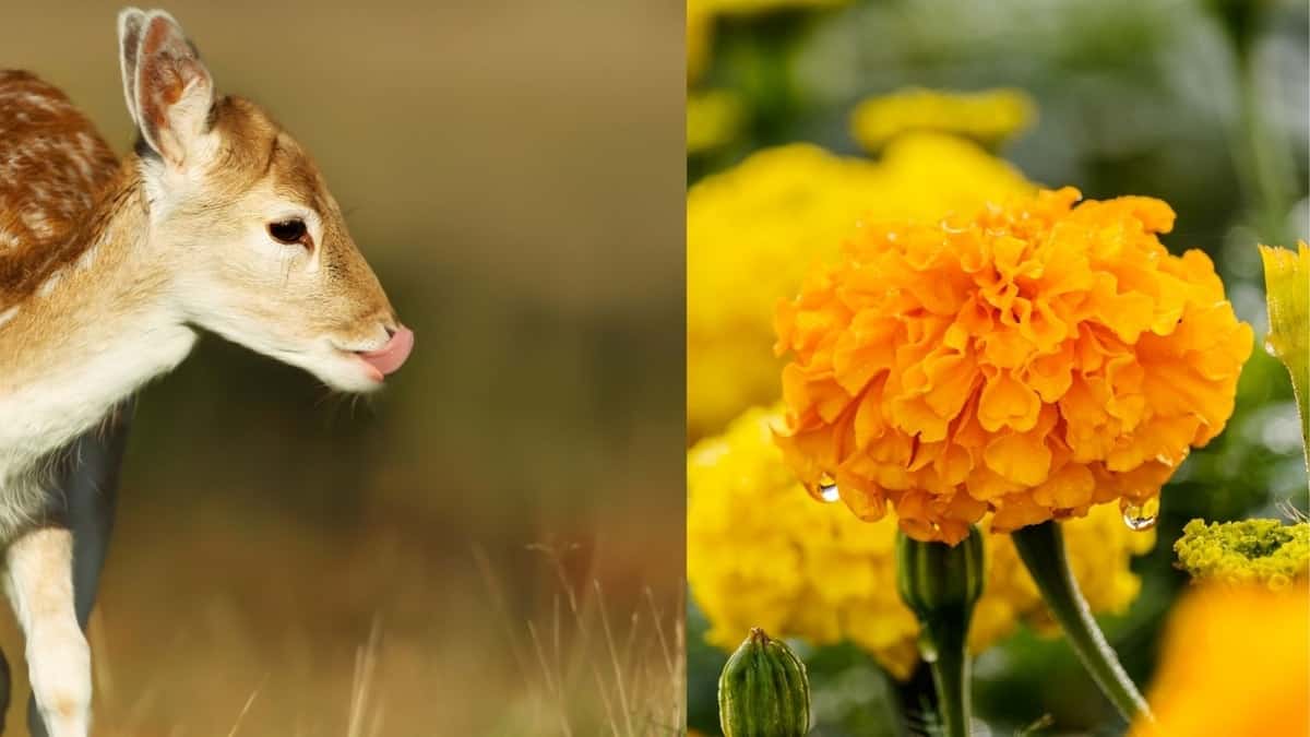 Do Deer Eat Marigolds - An In-depth Look 