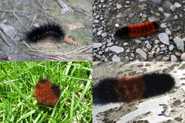 Do Woolly Bear Caterpillars Really Foretell The Weather