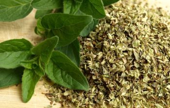 Does Oregano Come Back Every Year?