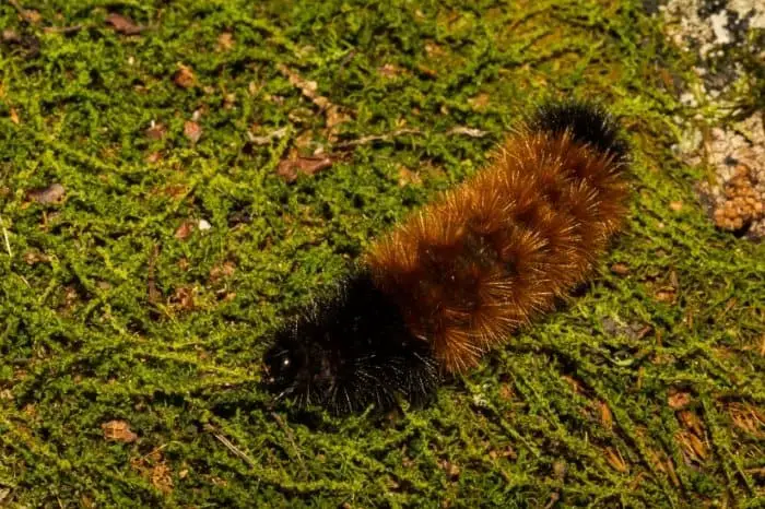 Facts About The Black Woolly Worm