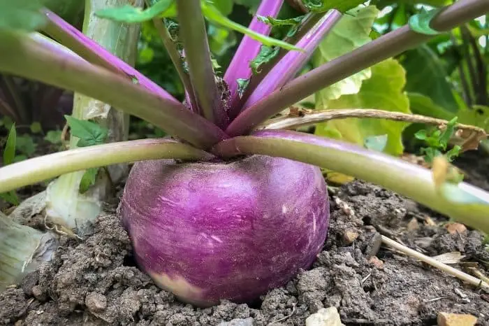 Is it true that turnips regrow every year?