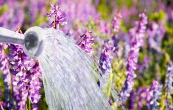 How Much Water Does Lavender Need