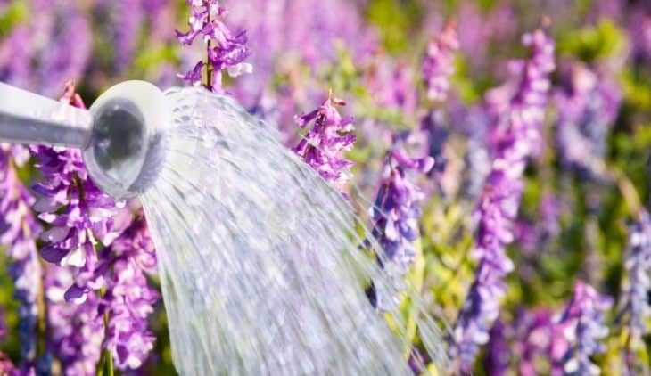 How Much Water Does Lavender Need
