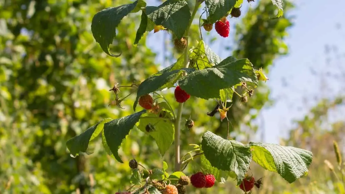How big do Raspberry Bushes Get?