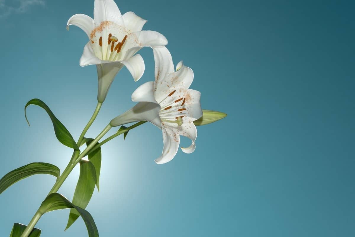 How much sun do lilies need - An Overview